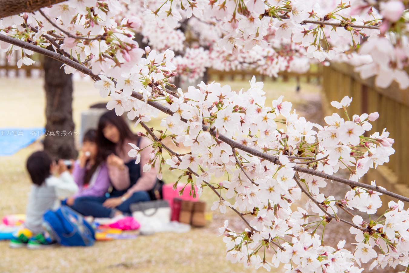 【スナップ撮影】桜が咲いたらお花見をしよう！！