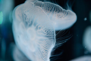 【スナップ撮影】品川でクラゲを撮ろう