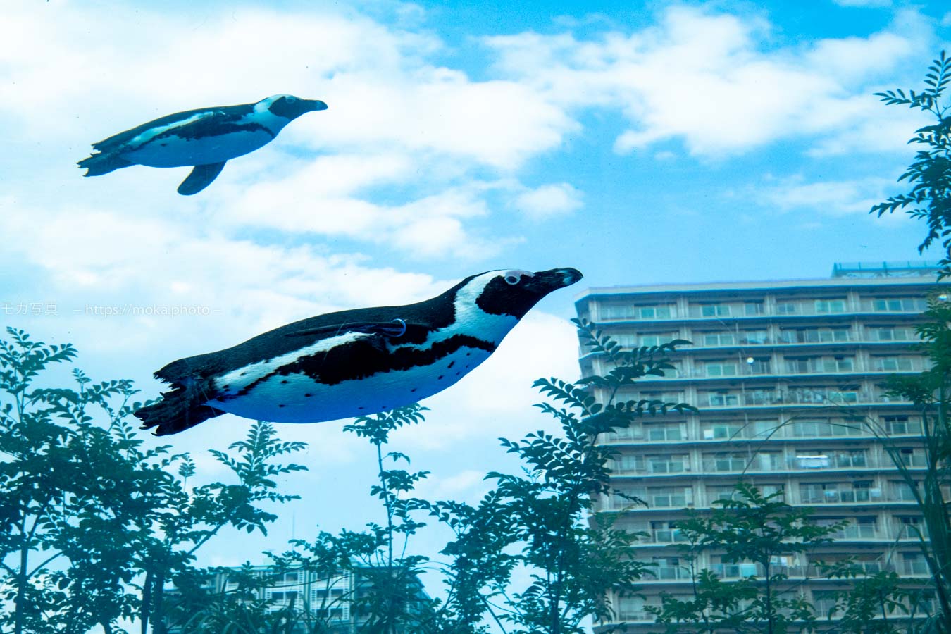 【水族館写真】ペンギンが空を飛ぶ日