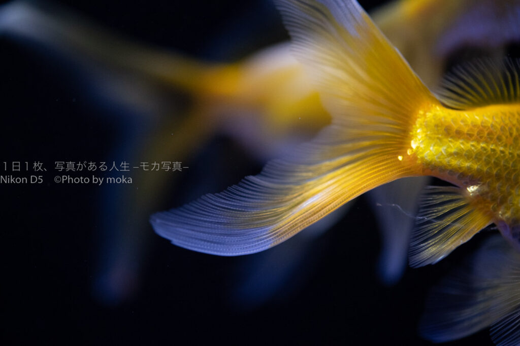 【スナップ撮影】ヒラヒラ金魚・・