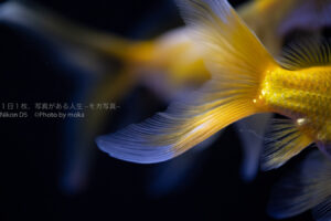 【スナップ撮影】ヒラヒラ金魚・・