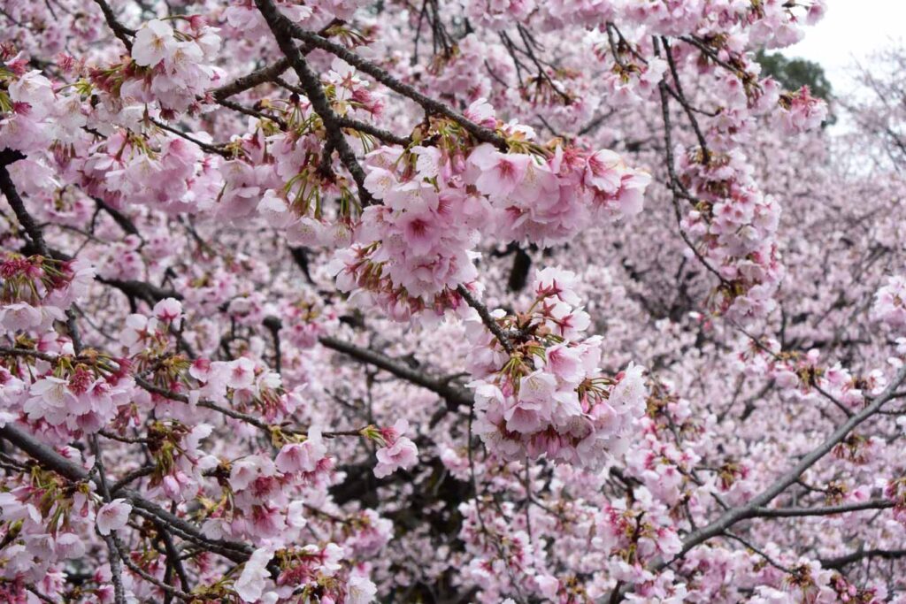 【スナップ撮影】安行桜がそろそろ見頃！？