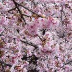 【スナップ撮影】安行桜がそろそろ見頃!?