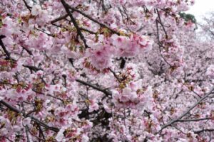 【スナップ撮影】安行桜がそろそろ見頃!?