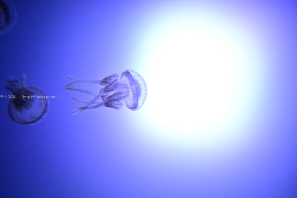 【水族館撮影】幻想的なクラゲの姿