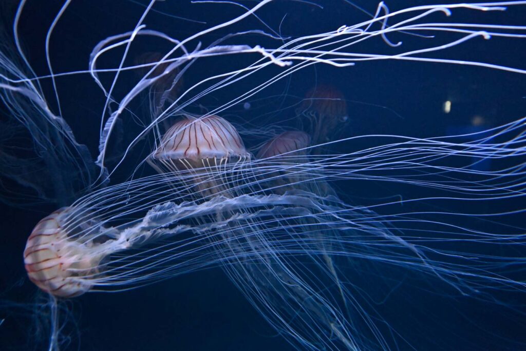 【水族館写真】クラゲ縦横無尽