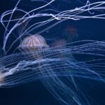 【水族館写真】クラゲ縦横無尽