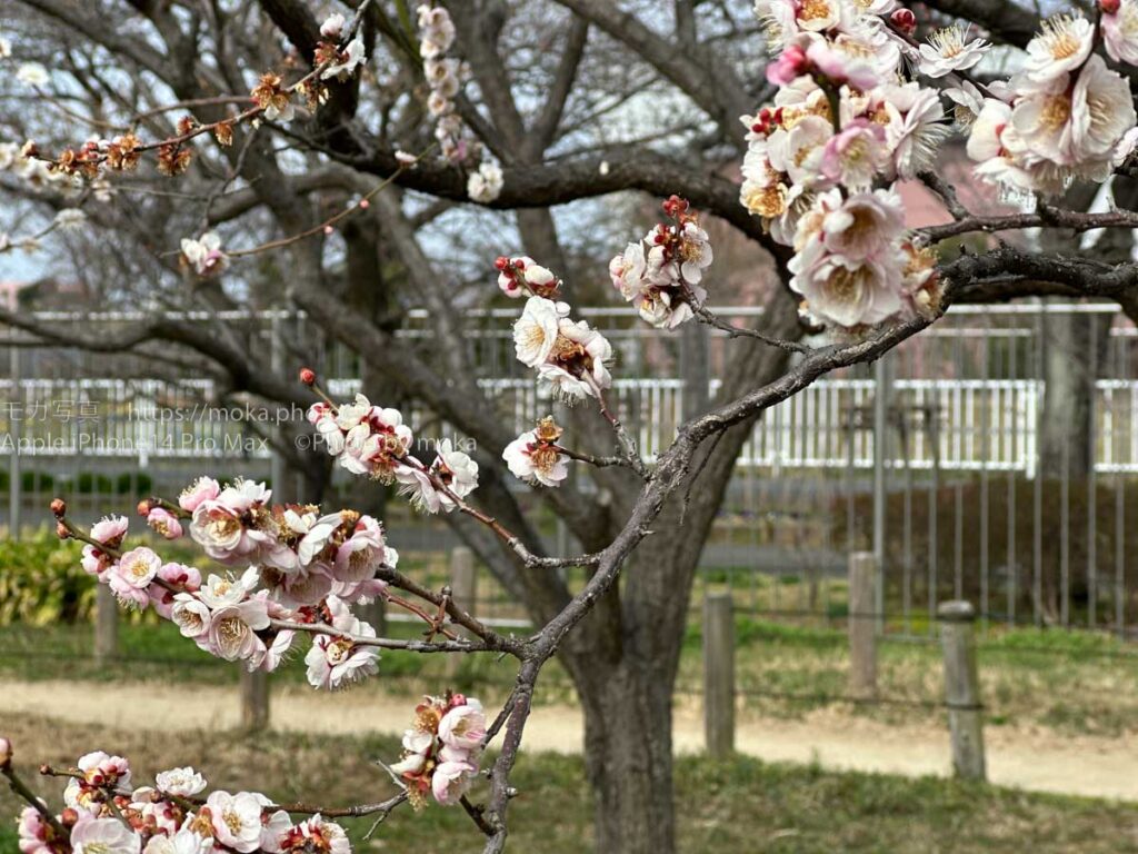 【iPhone写真】iPhoneを通して見る初春