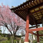 【iPhone写真】早咲きの安行桜が満開