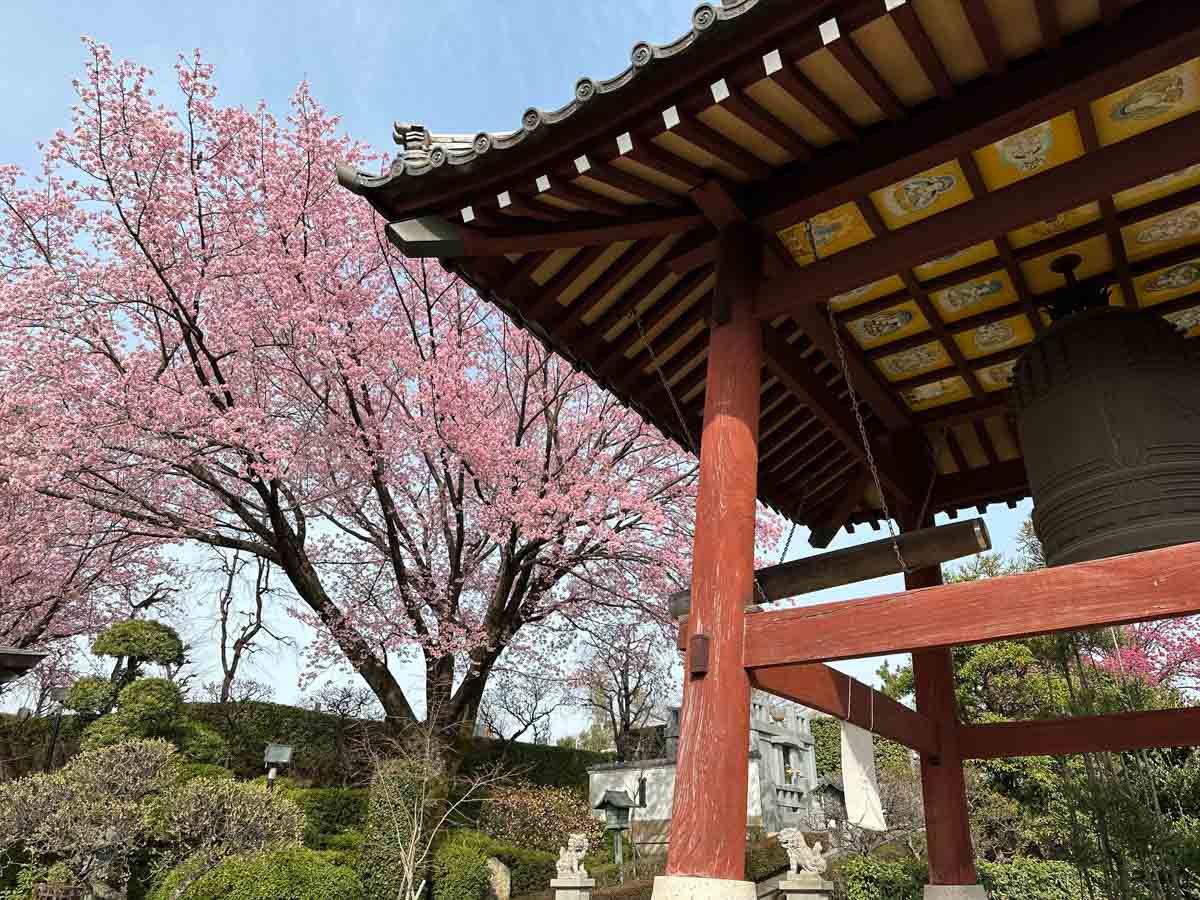 【iPhone写真】早咲きの安行桜が満開