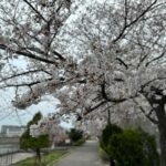 【iPhone写真】いよいよ桜が咲いた!!