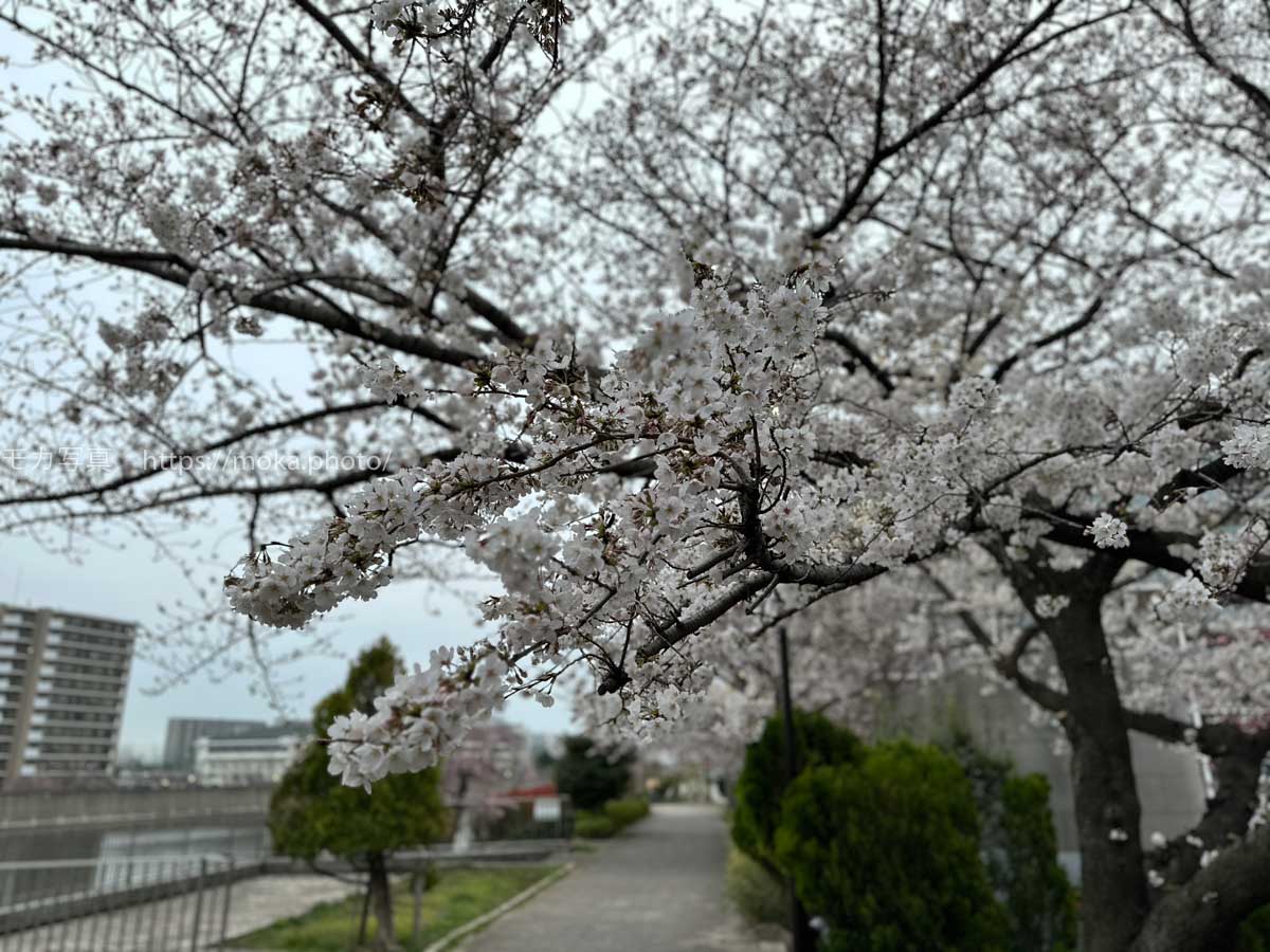 【iPhone写真】いよいよ桜が咲いた！！