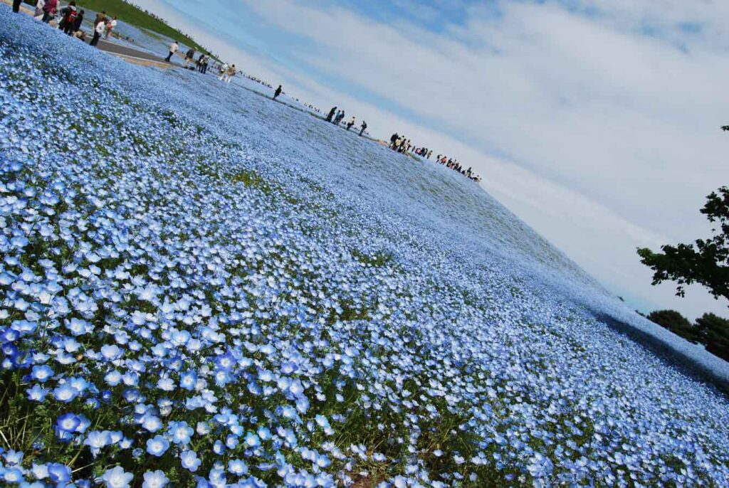 【スナップ撮影】青空に負けないネモフィラの青