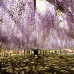 【スナップ撮影】降り注ぐ藤の花