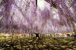 【スナップ撮影】降り注ぐ藤の花