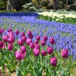 【スナップ撮影】4月だもん・・お花畑を楽しもう!!
