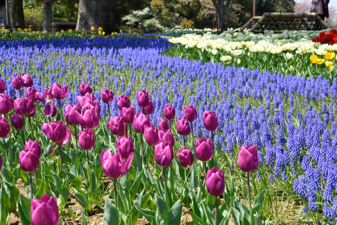 【スナップ撮影】4月だもん・・お花畑を楽しもう！！