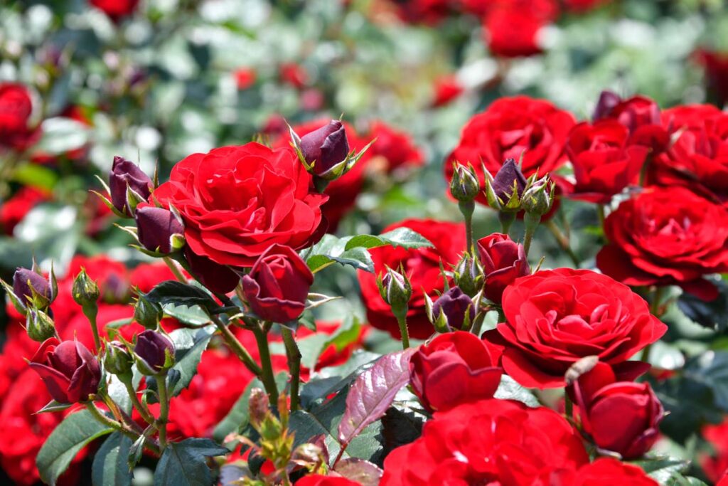 【スナップ撮影】薔薇の咲く季節！！