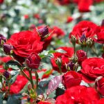 【スナップ撮影】薔薇の咲く季節!!