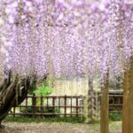 【スナップ撮影】紫色の藤の花は満喫！！