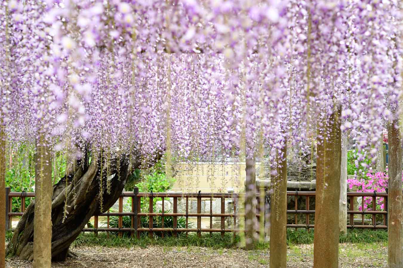 【スナップ撮影】紫色の藤の花は満喫！！