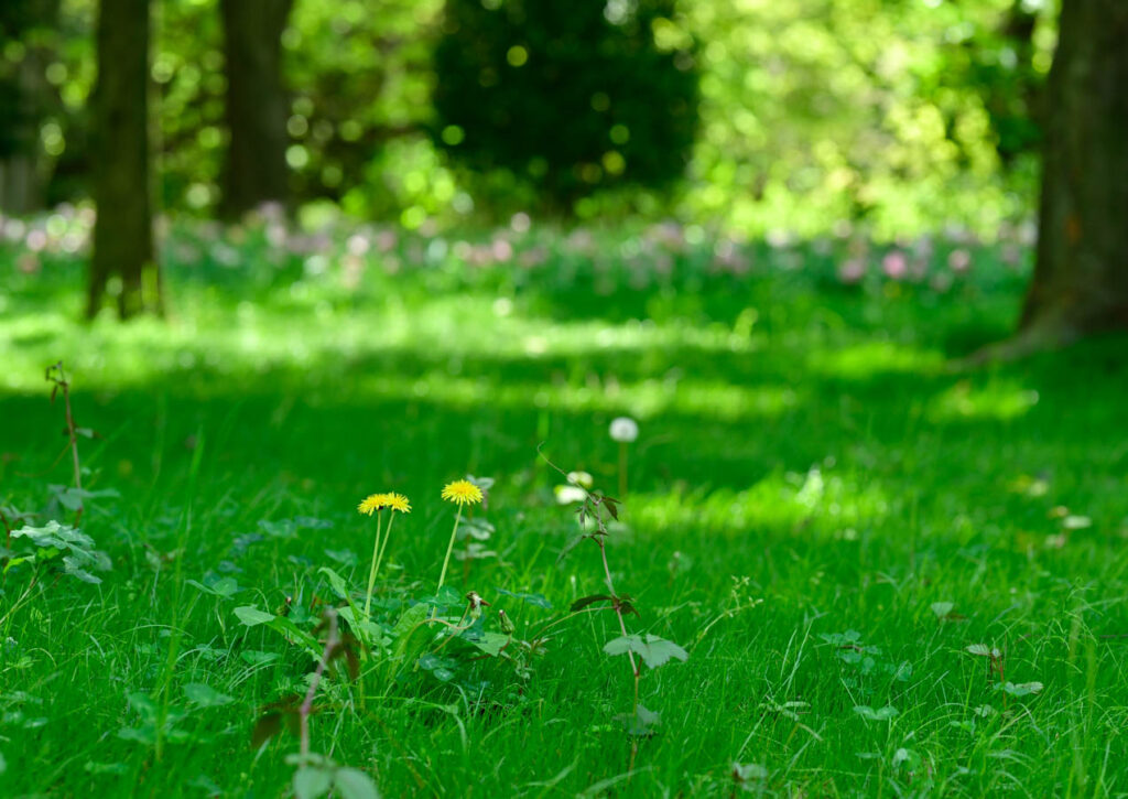【スナップ撮影】ひっそり咲く、たんぽぽに注目！