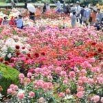 【スナップ撮影】春の薔薇を満喫しよう!!