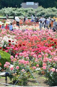 【スナップ撮影】春の薔薇を満喫しよう！！
