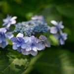 【スナップ撮影】東京って、紫陽花の宝庫かも!?