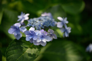 【スナップ撮影】東京って、紫陽花の宝庫かも!?