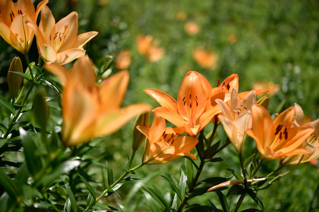 【スナップ撮影】百合の花の美しさ♪