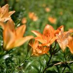 【スナップ撮影】百合の花の美しさ♪