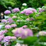 【スナップ撮影】今年は紫陽花をお寺で撮りたい!