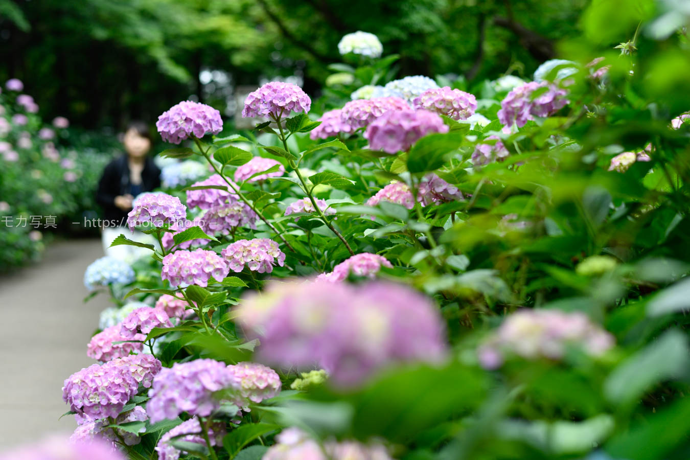【スナップ撮影】今年は紫陽花をお寺で撮りたい！