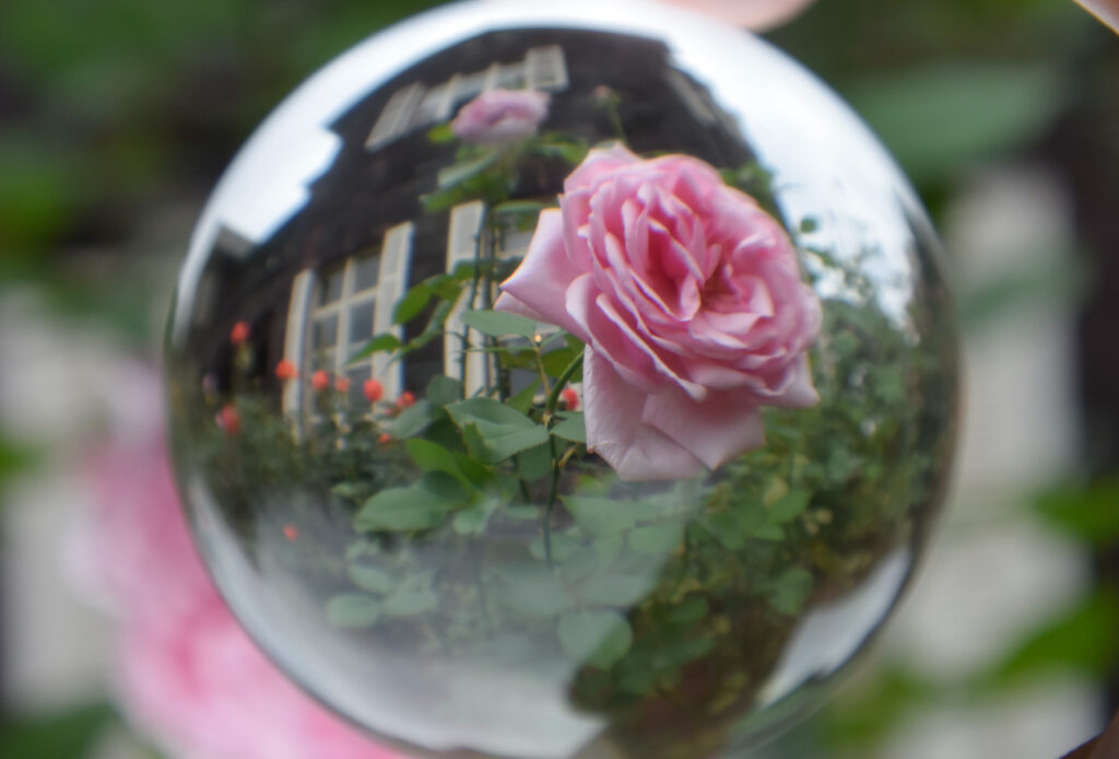 【スナップ撮影】少しだけ、いつもと違う薔薇の花を！