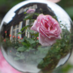 【スナップ撮影】少しだけ、いつもと違う薔薇の花を!