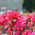 【スナップ撮影】薔薇の花を撮ろう!!