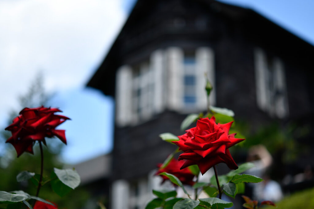 【スナップ撮影】そろそろ、薔薇の花が見頃かも！？