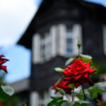【スナップ撮影】そろそろ、薔薇の花が見頃かも!?