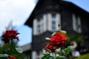 【スナップ撮影】そろそろ、薔薇の花が見頃かも!?
