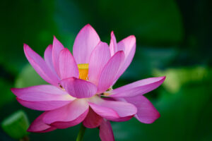 【スナップ撮影】今年は、暑さに耐えて蓮の花も撮ろう!