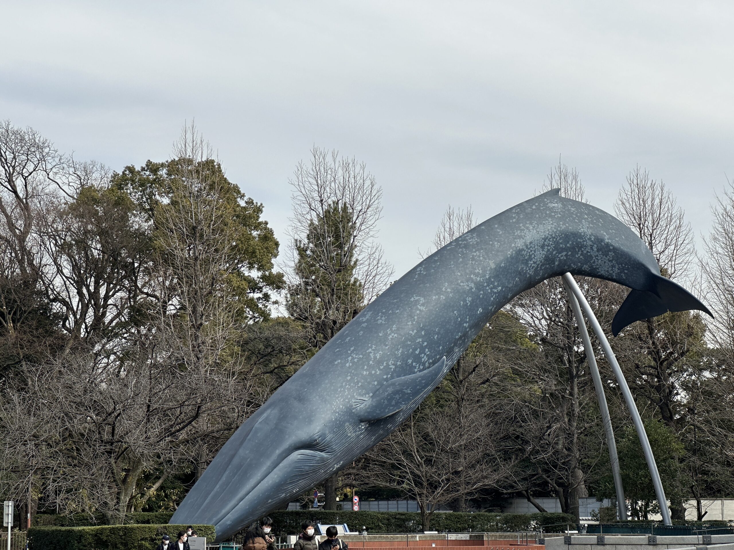 【スナップ写真】クジラが陸地にいたら！？