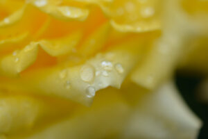 【スナップ撮影】雨の多い季節だから・・・雫を撮ろう