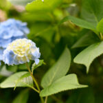【スナップ撮影】雨が止んだら紫陽花を撮りに行こう！