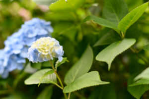 【スナップ撮影】雨が止んだら紫陽花を撮りに行こう!