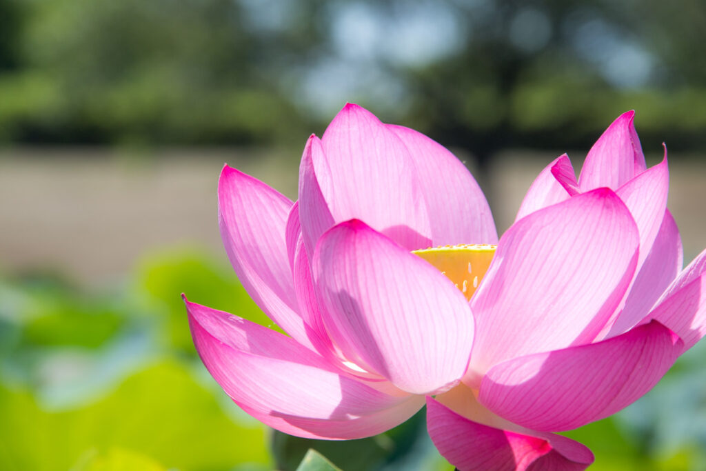 【スナップ撮影】蓮の花って、凄く綺麗なことを知ってますか！？