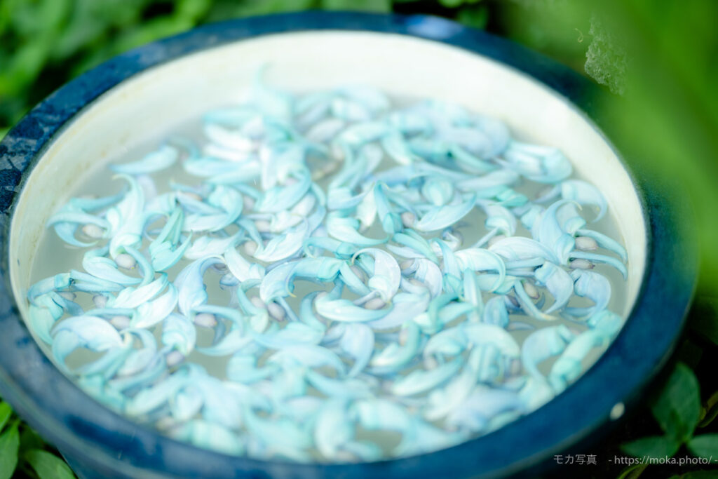 【スナップ撮影】蒸し暑いから・・水に花を浮かべてみた！