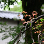 【スナップ撮影】初夏に色づいた紅葉を発見