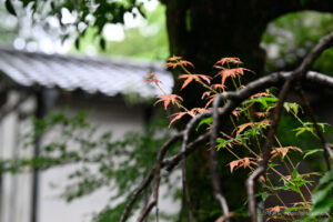 【スナップ撮影】初夏に色づいた紅葉を発見