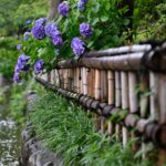 【スナップ撮影】紫陽花の花と雨は合いますね!